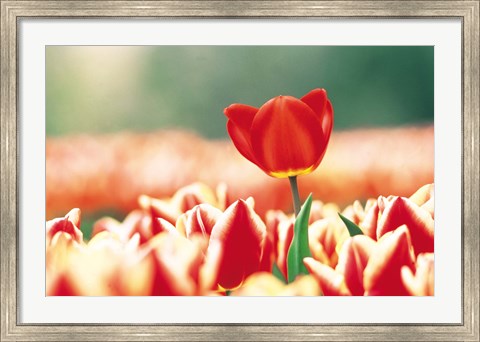 Framed Close Up Of Flower Head Rising From Flowerbed Print