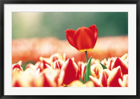 Framed Close Up Of Flower Head Rising From Flowerbed Print