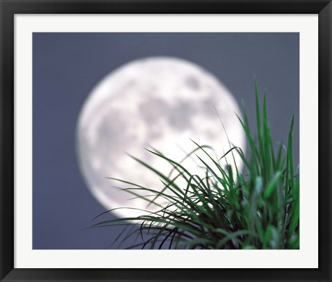 Framed Grass blades With Full Moon in Background Print