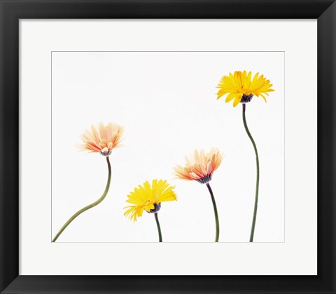 Framed Four Yellow and Pink Daisies on White Background Print