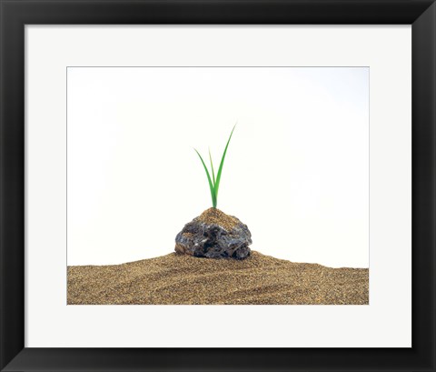 Framed Grass Growing From Stone Settled In Sand Print