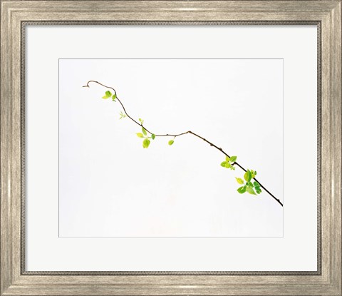 Framed Tree Branch on Whitish Background Print