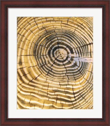 Framed Age Rings of Tree Trunk Print
