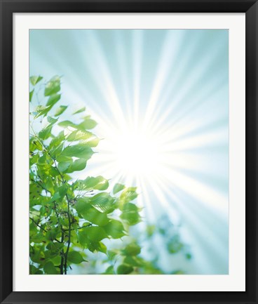 Framed Sun Shining Through Leaves Print