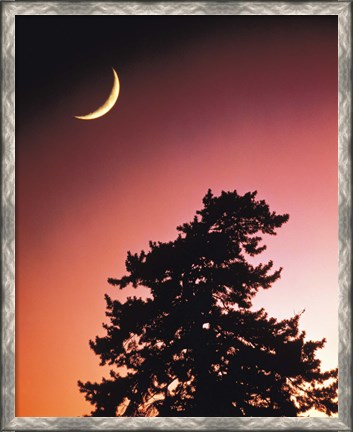 Framed Crescent Moon over Trees in Front Of Dark Red Sky Print