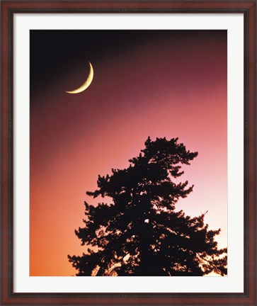 Framed Crescent Moon over Trees in Front Of Dark Red Sky Print