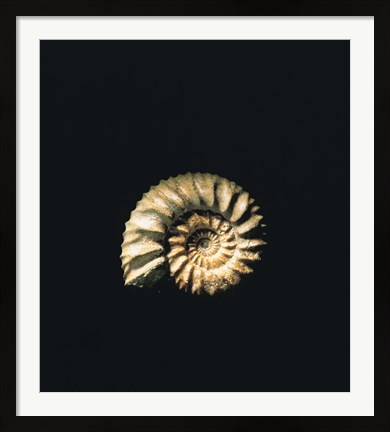Framed Shell on Black Background Print
