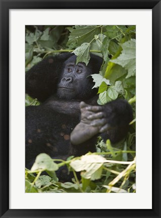 Framed Mountain Gorilla (Gorilla beringei beringei) in a forest, Bwindi Impenetrable National Park, Uganda Print