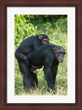 Framed Female chimpanzee (Pan troglodytes) carrying its young one on back, Kibale National Park, Uganda Print