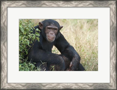 Framed Chimpanzee (Pan troglodytes) in a forest, Kibale National Park, Uganda Print