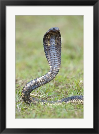 Framed Egyptian cobra rearing up, Lake Victoria, Uganda Print