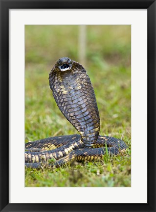 Framed Close-up of an Egyptian cobra (Heloderma horridum) rearing up, Lake Victoria, Uganda Print