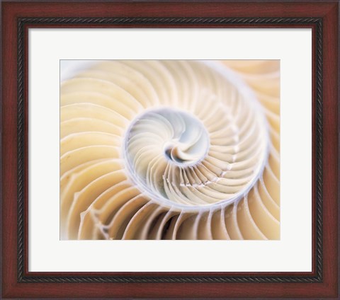 Framed Close up of shell Print