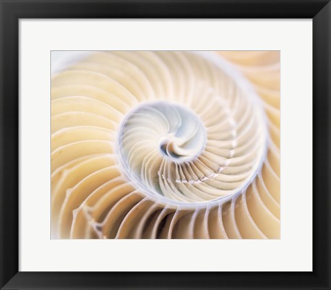Framed Close up of shell Print