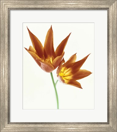 Framed Close up of flowers Print