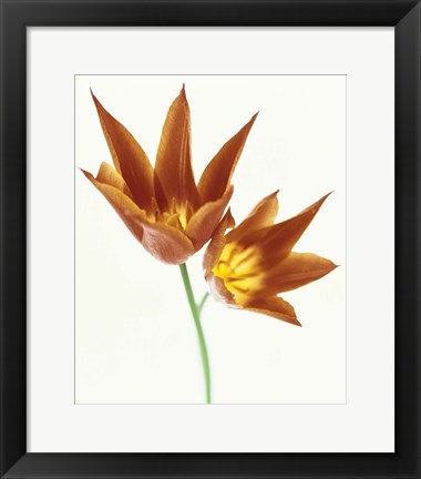 Framed Close up of flowers Print