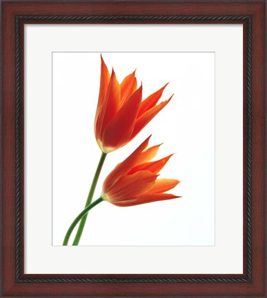 Framed Pair of Orange Flowers Print