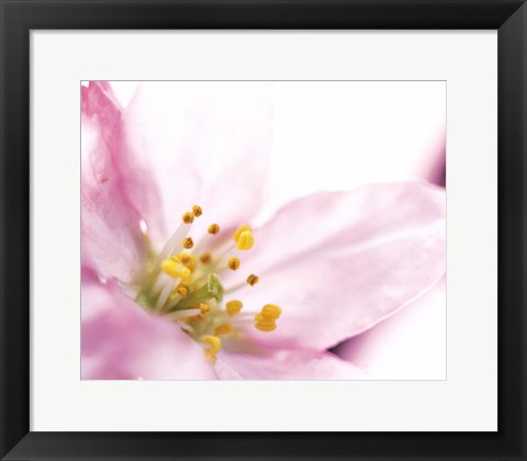 Framed Extreme close up of cherry blossom Print