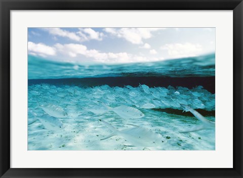 Framed School of Fish, Submerged Print
