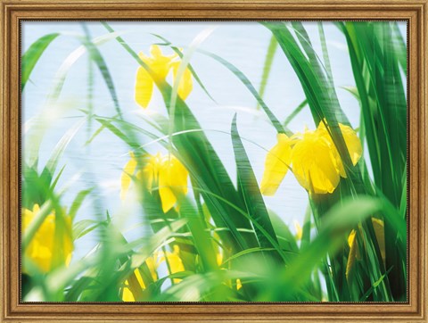 Framed Yellow flowers with grass an sky Print