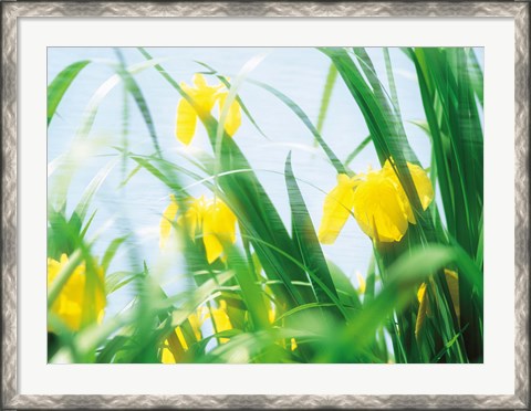 Framed Yellow flowers with grass an sky Print