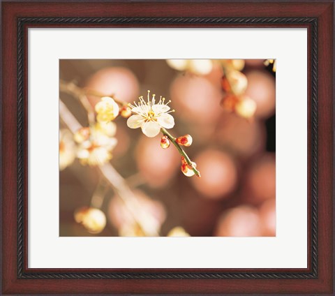 Framed Cherry blossom in selective focus Print