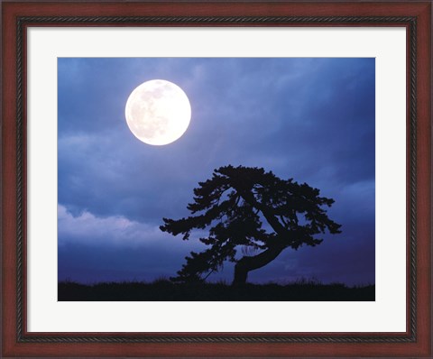 Framed Silhouetted tree with full moon in sky Print