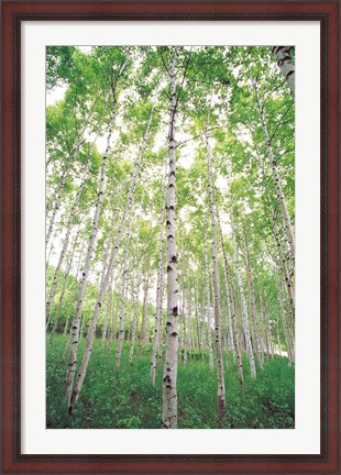 Framed Aspen Trees, View From Below (vertical) Print