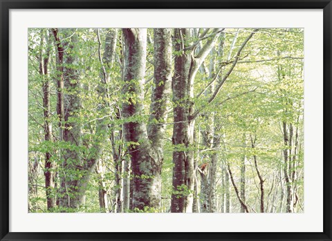 Framed Forest in Spring Print