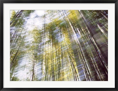 Framed Sunlight in Bamboo Forest Print