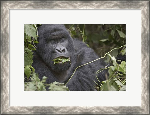 Framed Close-up of a Mountain gorilla (Gorilla beringei beringei) eating leaf, Rwanda Print