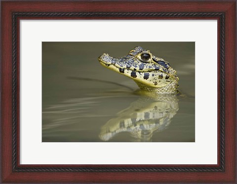 Framed Close-up of a caiman in lake, Pantanal Wetlands, Brazil Print