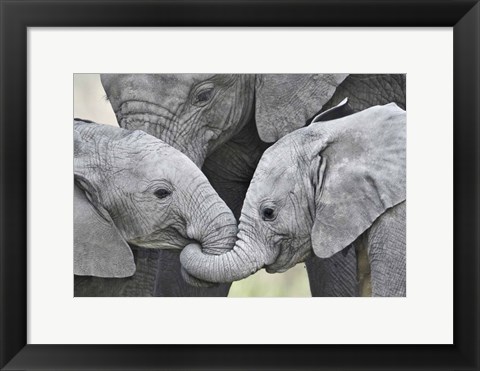 Framed African elephant calves (Loxodonta africana) holding trunks, Tanzania Print