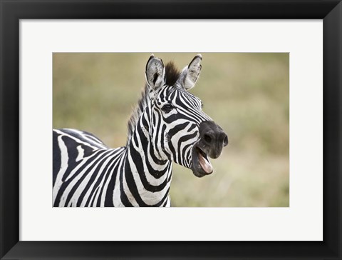 Framed Burchell&#39;s zebra (Equus quagga burchellii) smiling, Tanzania Print