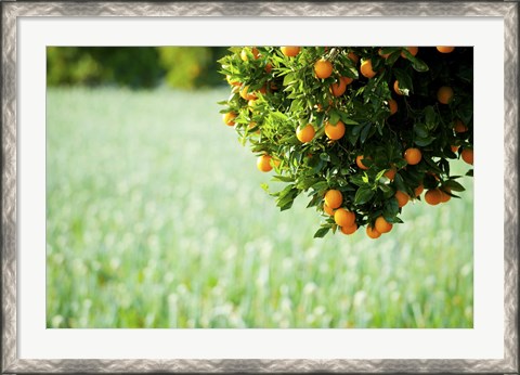Framed Oranges on a Tree, Santa Paula, California Print