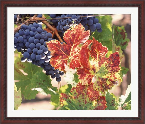 Framed Grapes on the Vine, Wine Country, California Print