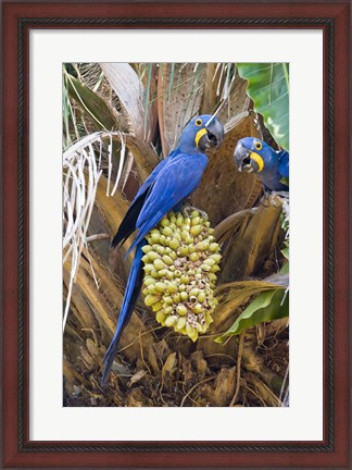 Framed Hyacinth macaws eating palm nuts, Three Brothers River, Meeting of the Waters State Park, Pantanal Wetlands, Brazil Print