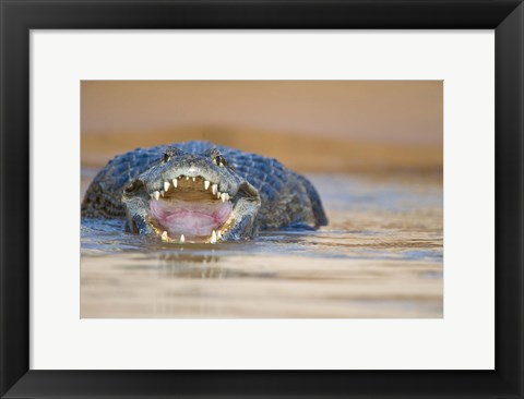 Framed Yacare caiman in a river, Three Brothers River, Meeting of the Waters State Park, Pantanal Wetlands, Brazil Print