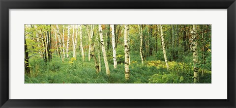 Framed Wild Gardens of Acadia, Acadia National Park, Maine Print