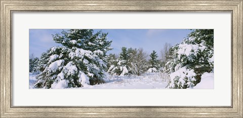 Framed Snow covered pine trees in a forest, New York State, USA Print