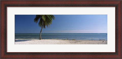 Framed Palm tree on the beach, Smathers Beach, Key West, Florida, USA Print