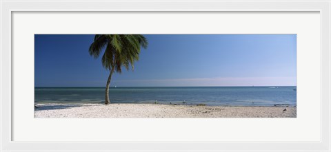 Framed Palm tree on the beach, Smathers Beach, Key West, Florida, USA Print