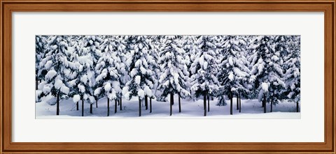Framed Snow covered Cedar trees Kyoto Hanase Japan Print