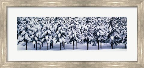 Framed Snow covered Cedar trees Kyoto Hanase Japan Print