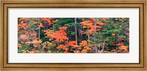 Framed Forest in Norikura Gifu Japan Print