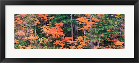 Framed Forest in Norikura Gifu Japan Print