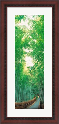 Framed Path Flanked by Green Trees, Sagano Kyoto Japan Print