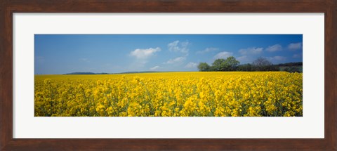 Framed Oilseed rape (Brassica napus) crop in a field, Switzerland Print
