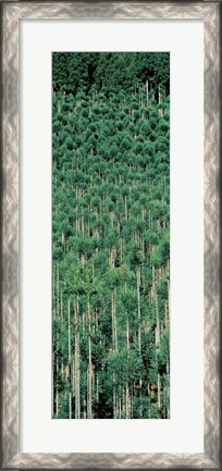 Framed Kitayama Cedar trees Kyoto Japan Print