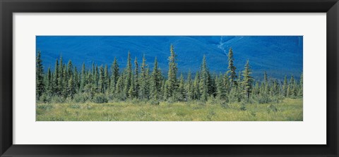 Framed Trees in Banff National Park Canada Print